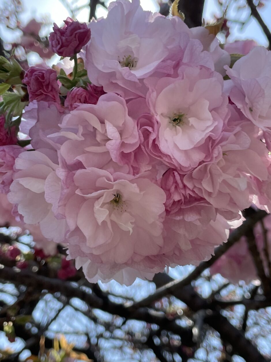 八重桜